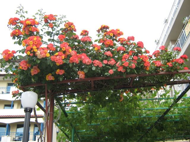 ILKA_FAMILY_HOTEL_SUNNY_BEACH_BULGARIA